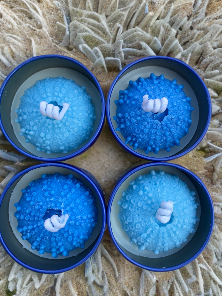 Urchin Azul (Pair)