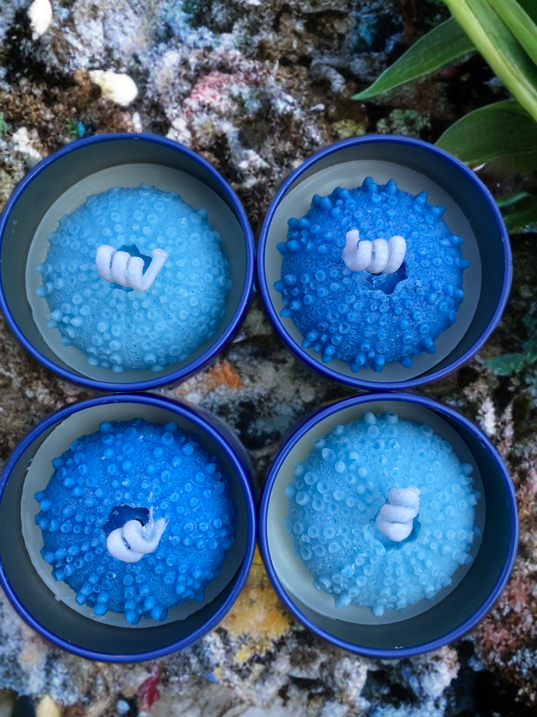 Urchin Azul (Pair)